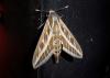 Hyles livornica